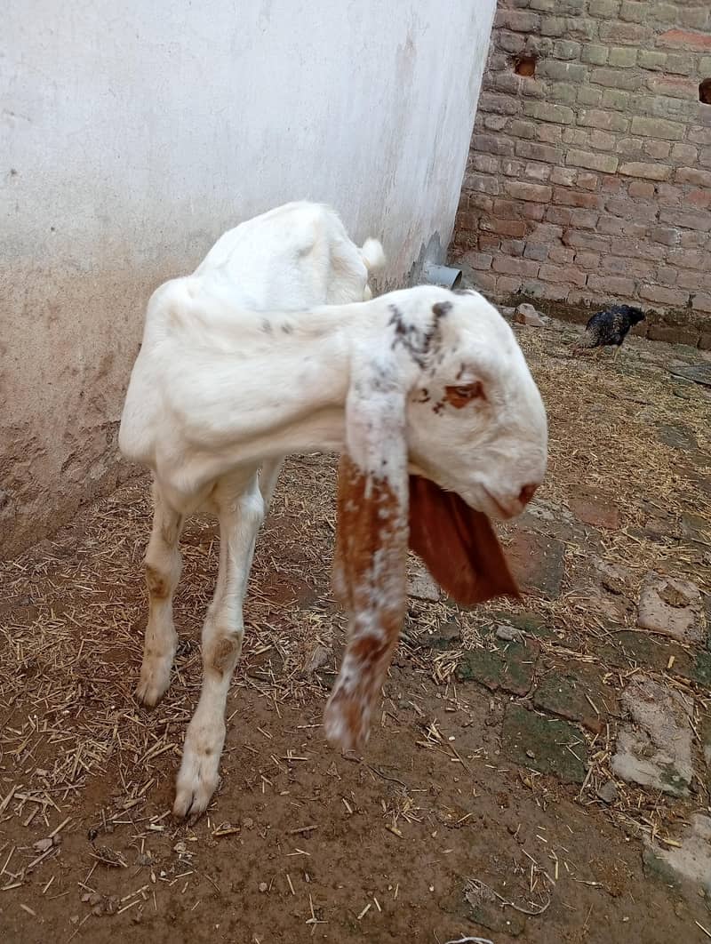 میل بہترین نسل دیسی راجن پوری 2