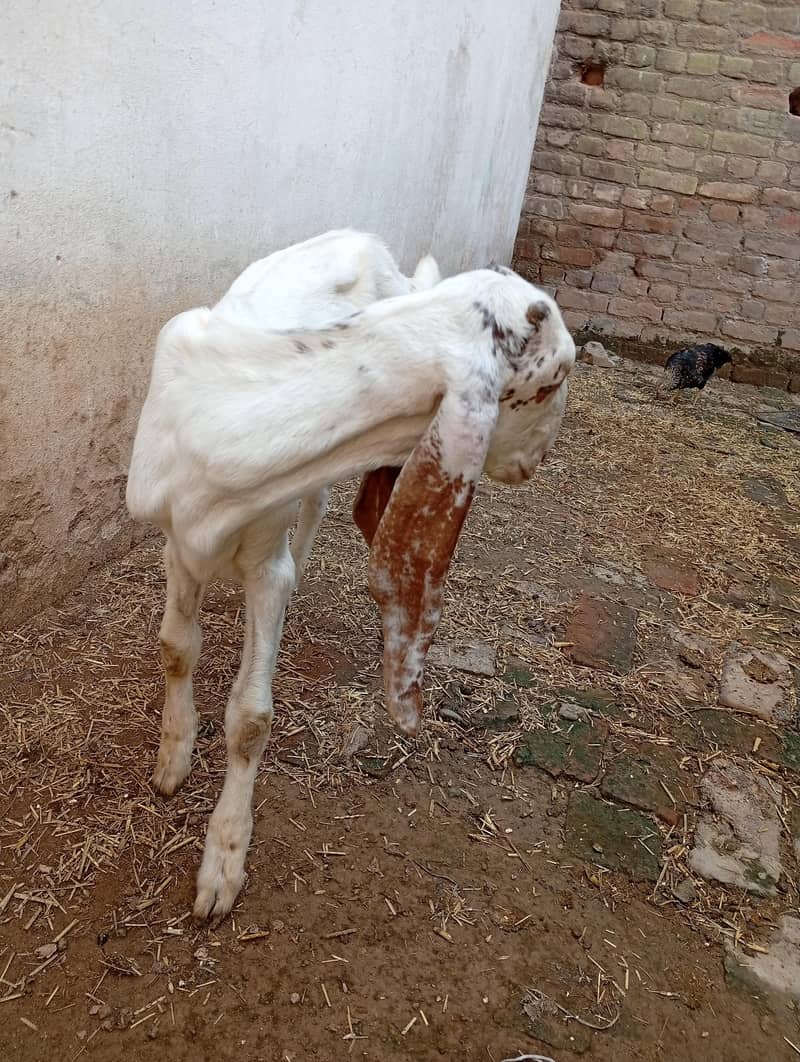 میل بہترین نسل دیسی راجن پوری 3