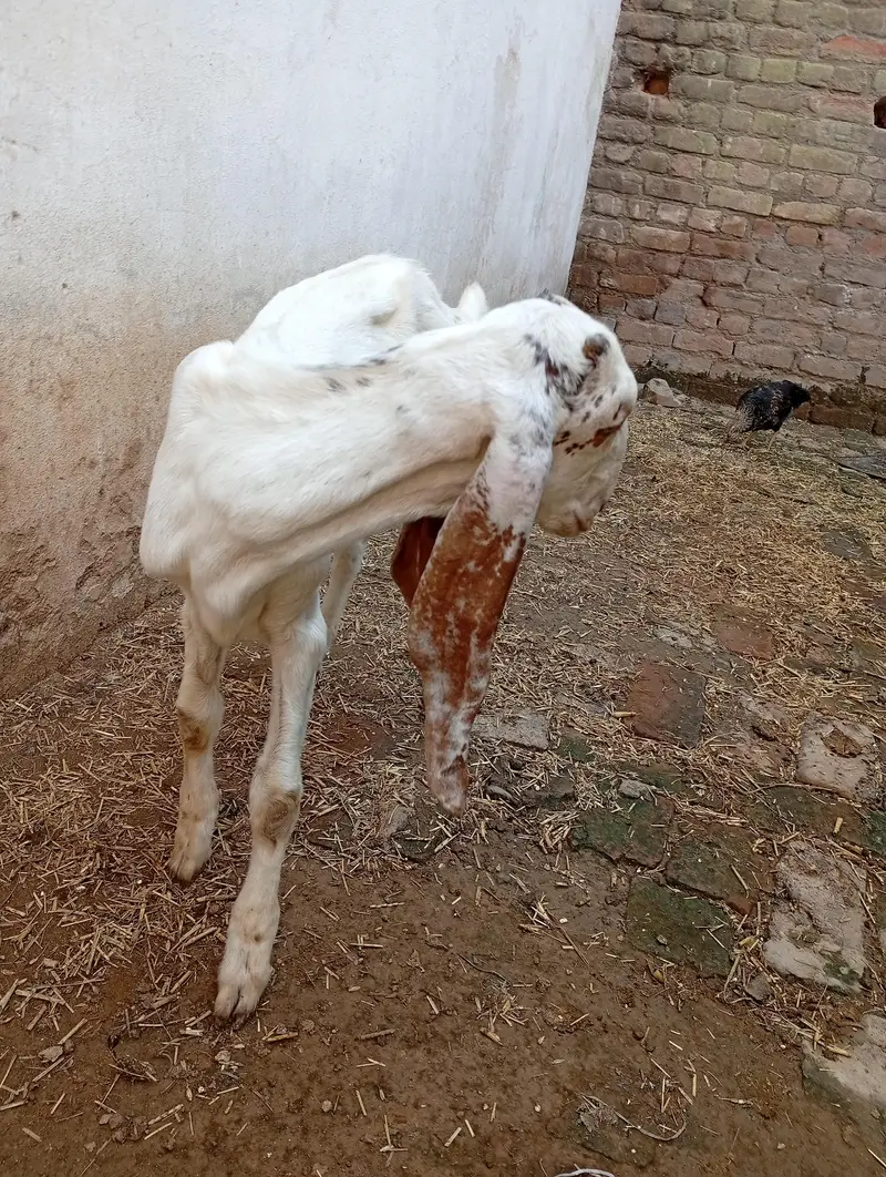میل بہترین نسل دیسی راجن پوری — photo 3
