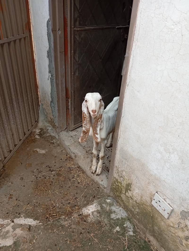 میل بہترین نسل دیسی راجن پوری 4