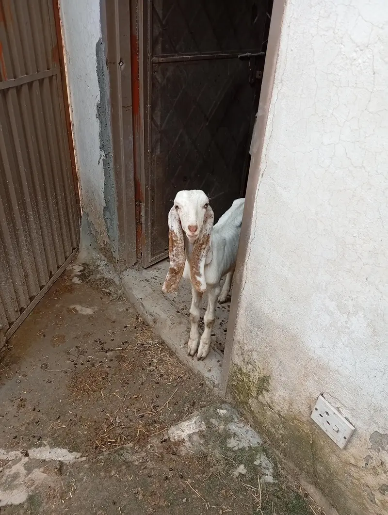 میل بہترین نسل دیسی راجن پوری — photo 4
