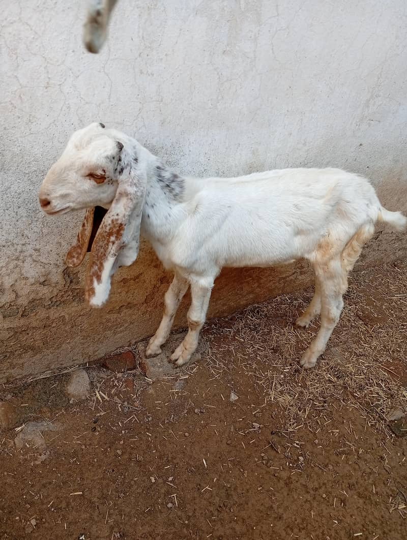 میل بہترین نسل دیسی راجن پوری 1