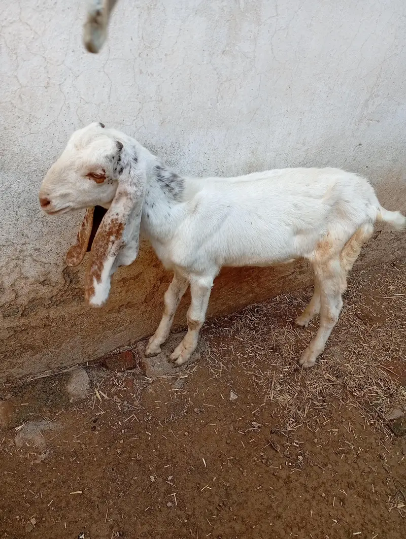 میل بہترین نسل دیسی راجن پوری — photo 5