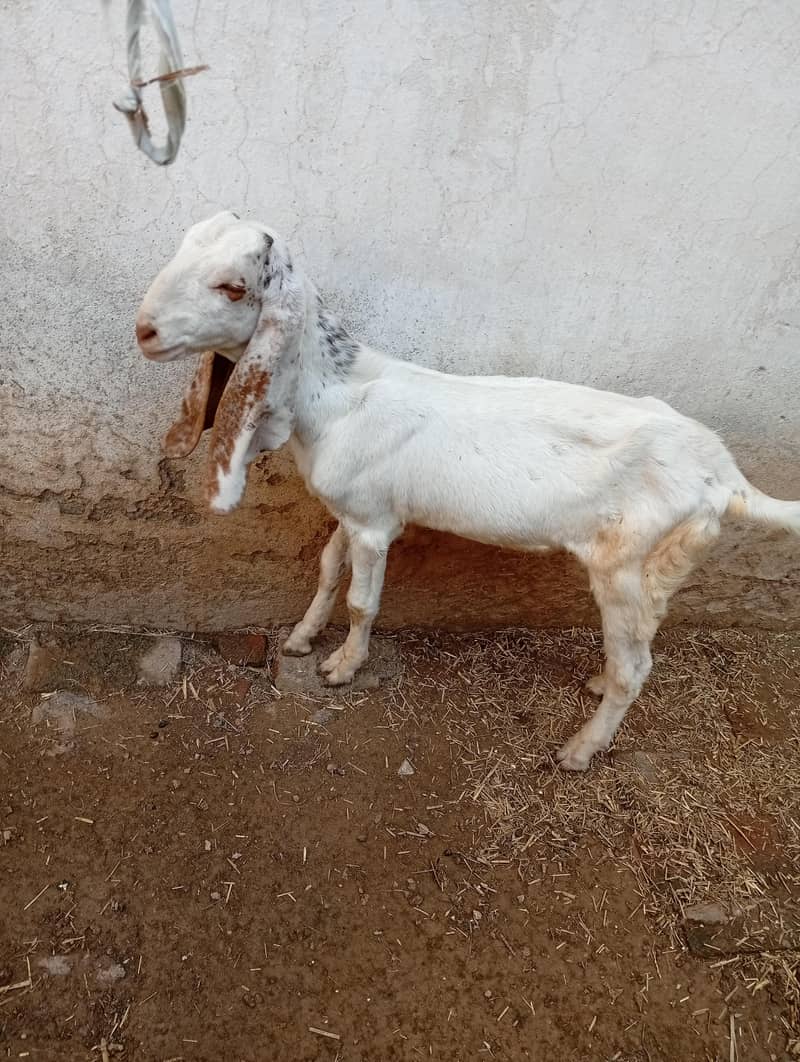 میل بہترین نسل دیسی راجن پوری 5