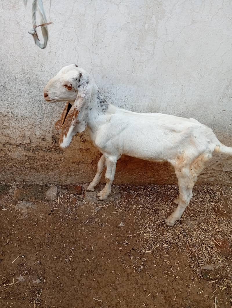 میل بہترین نسل دیسی راجن پوری 6