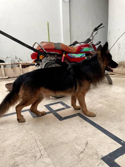 Gsd MALE