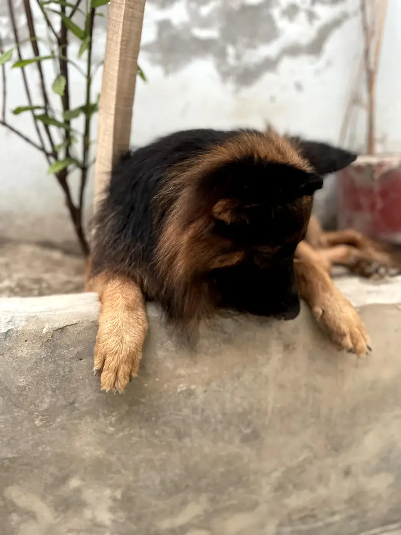 Gsd MALE — photo 2
