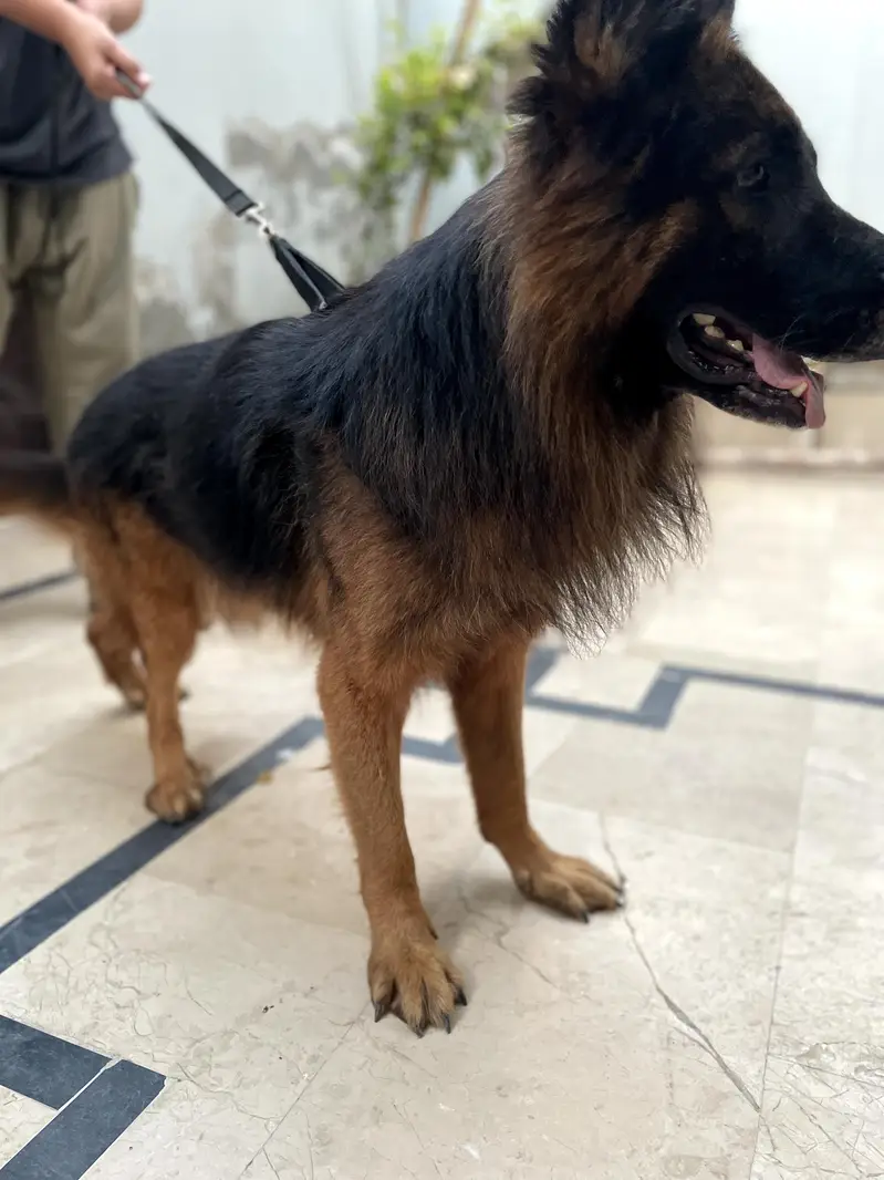 Gsd MALE — photo 3