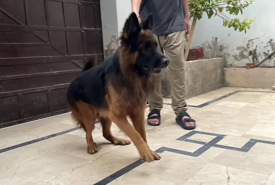 Gsd MALE — photo 4