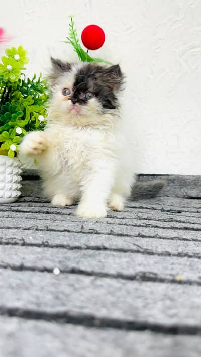 Peki face kittens | Persian kittens | cats | cfa bloodline kittens