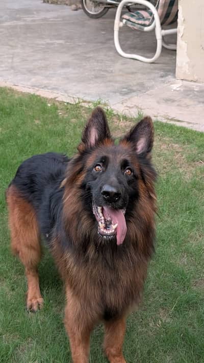 Premium German Shepherd Male | Long Coat | available for sale |