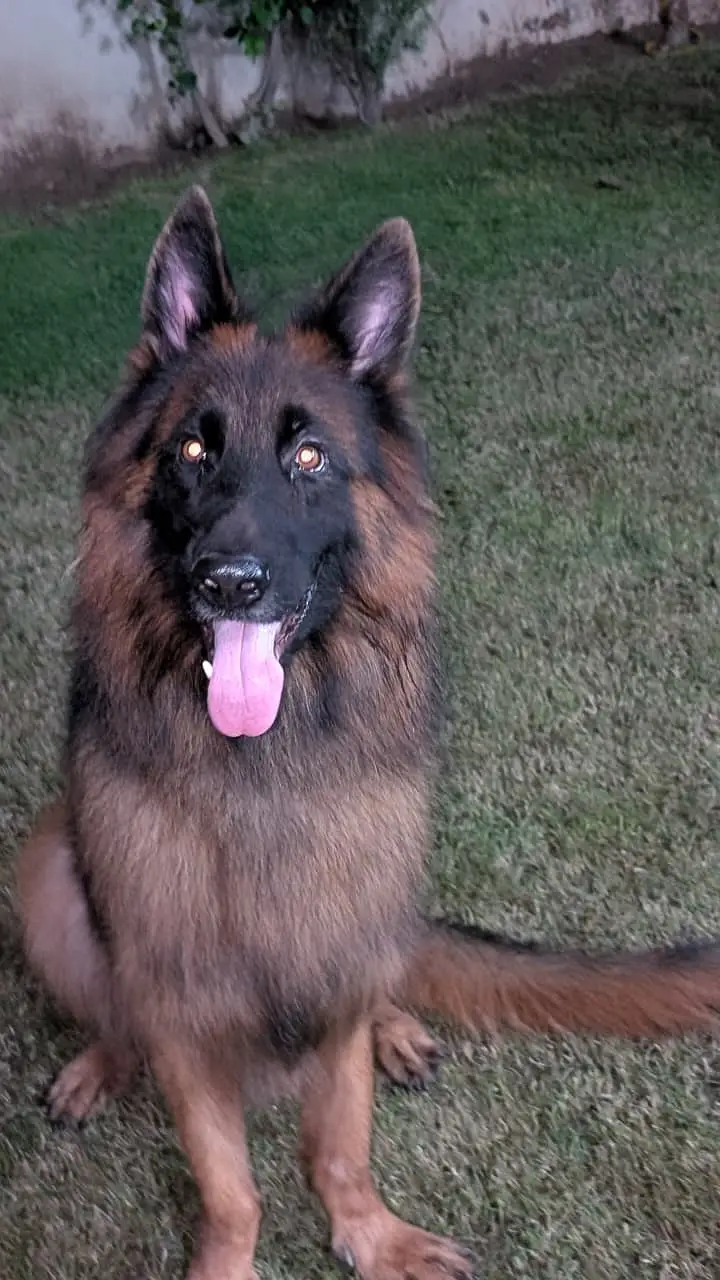 Premium German Shepherd Male | Long Coat | available for sale | — photo 2
