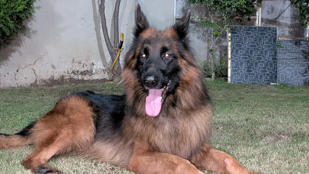Premium German Shepherd Male | Long Coat | available for sale | — photo 3