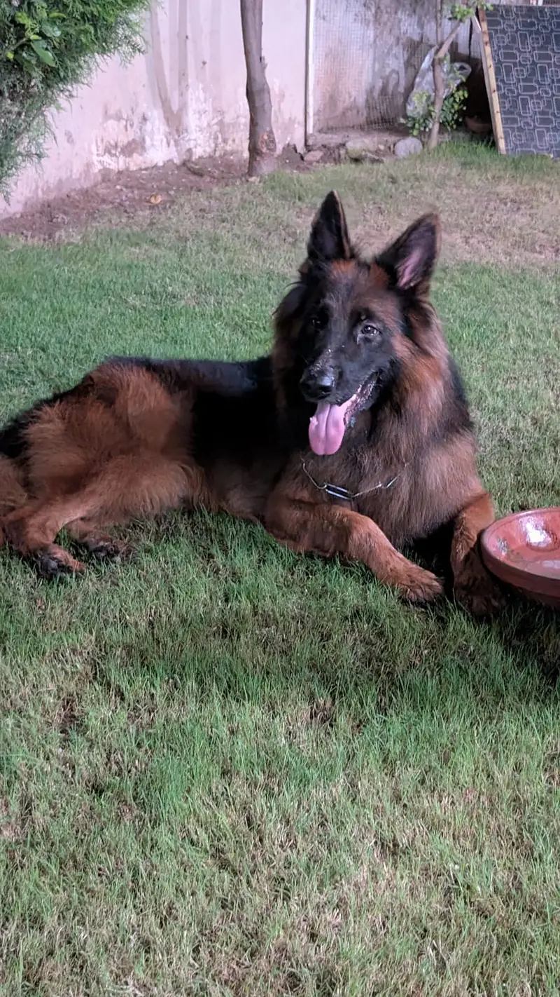 Premium German Shepherd Male | Long Coat | available for sale | — photo 5