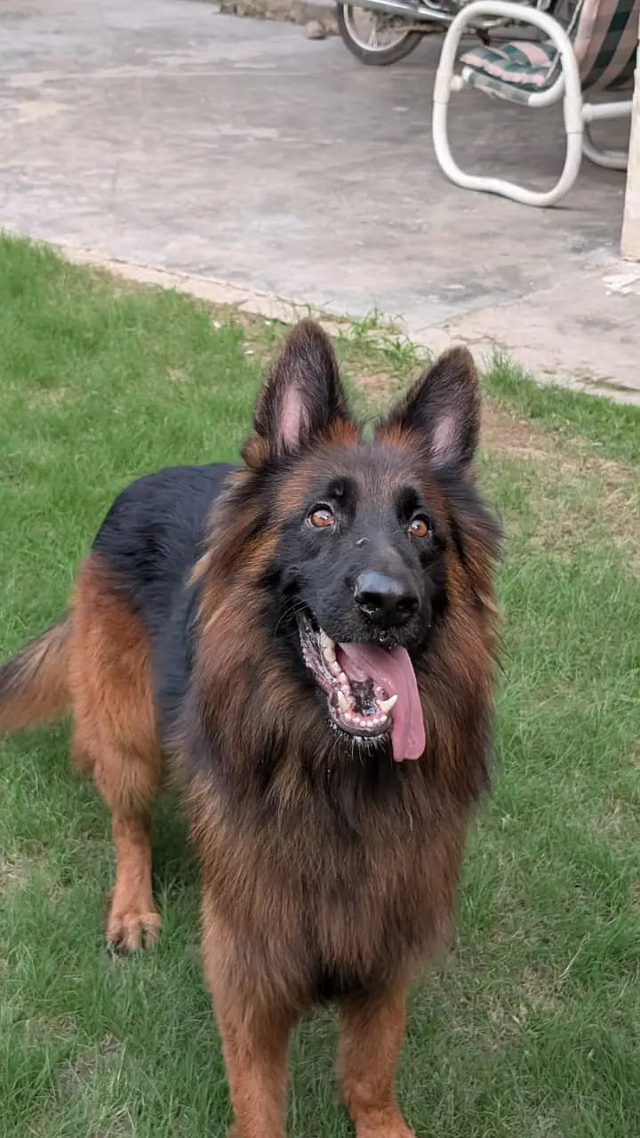 Premium German Shepherd Male | Long Coat | available for sale | — photo 6