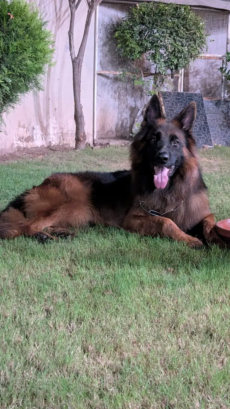 Premium German Shepherd Male | Long Coat | available for sale | — photo 7