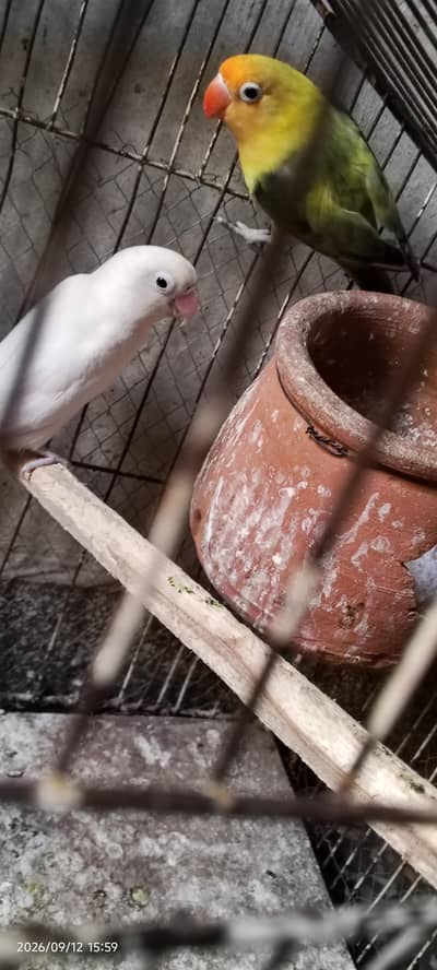 breeder pair
