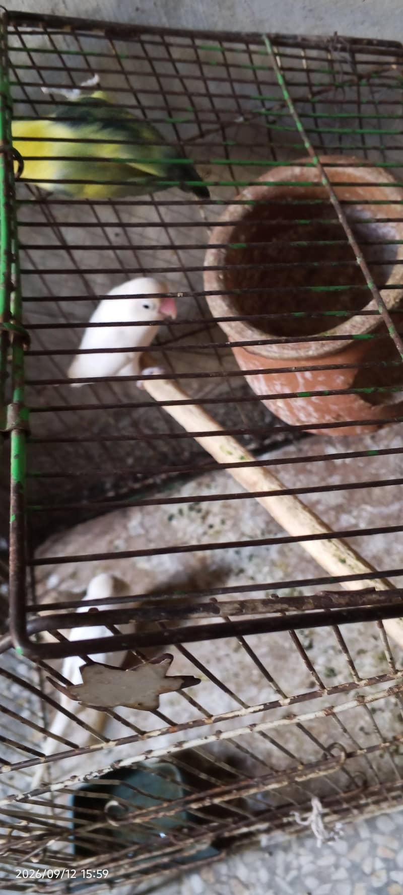 breeder pair 1