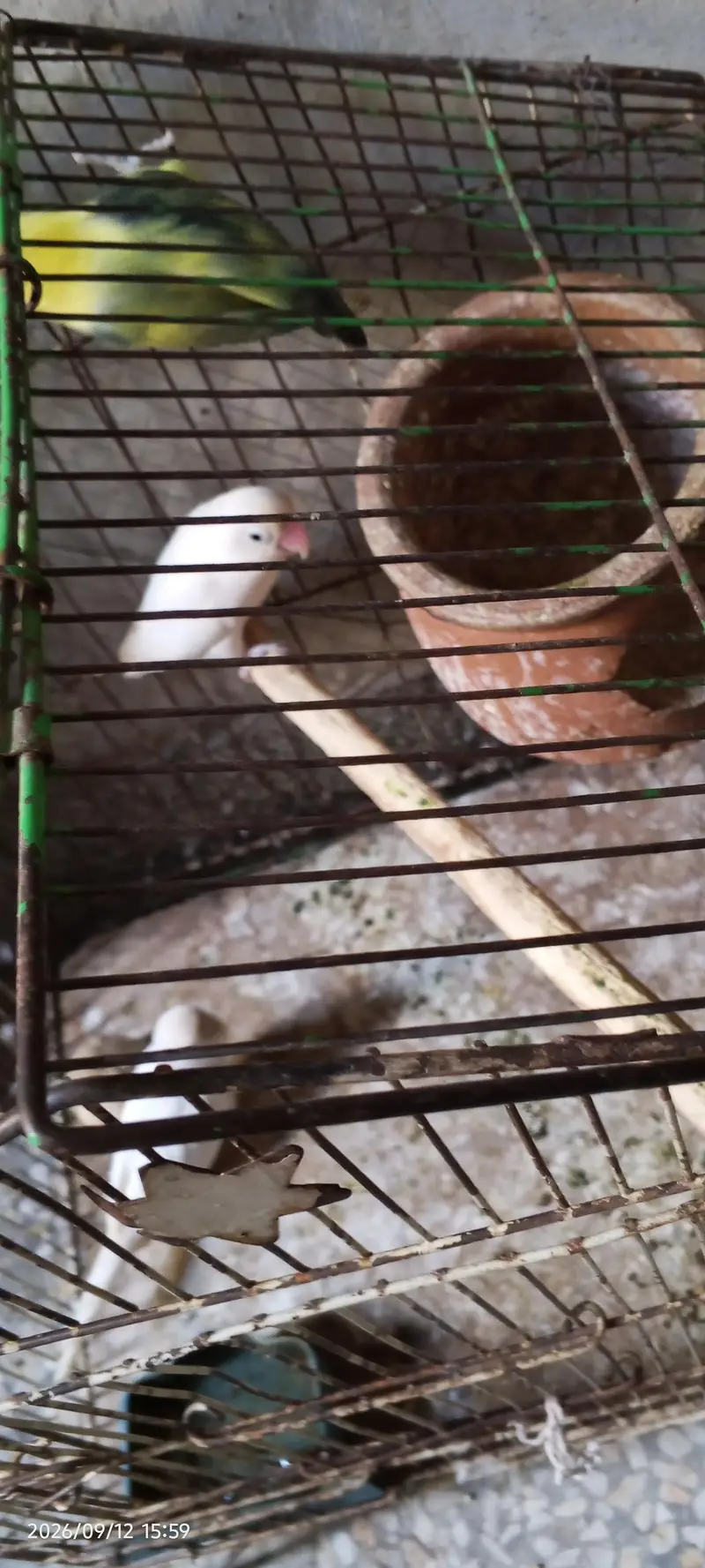 breeder pair — photo 2