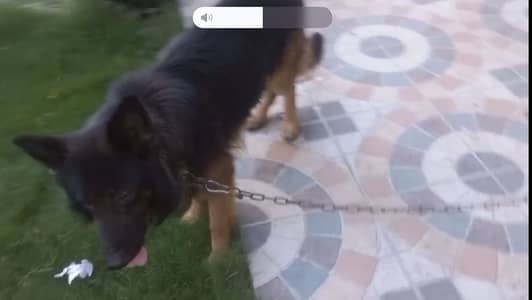 Triple code German Shepherd