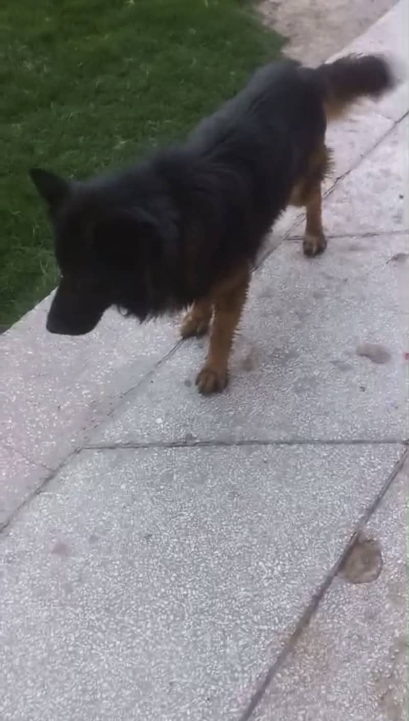 Triple code German Shepherd 1