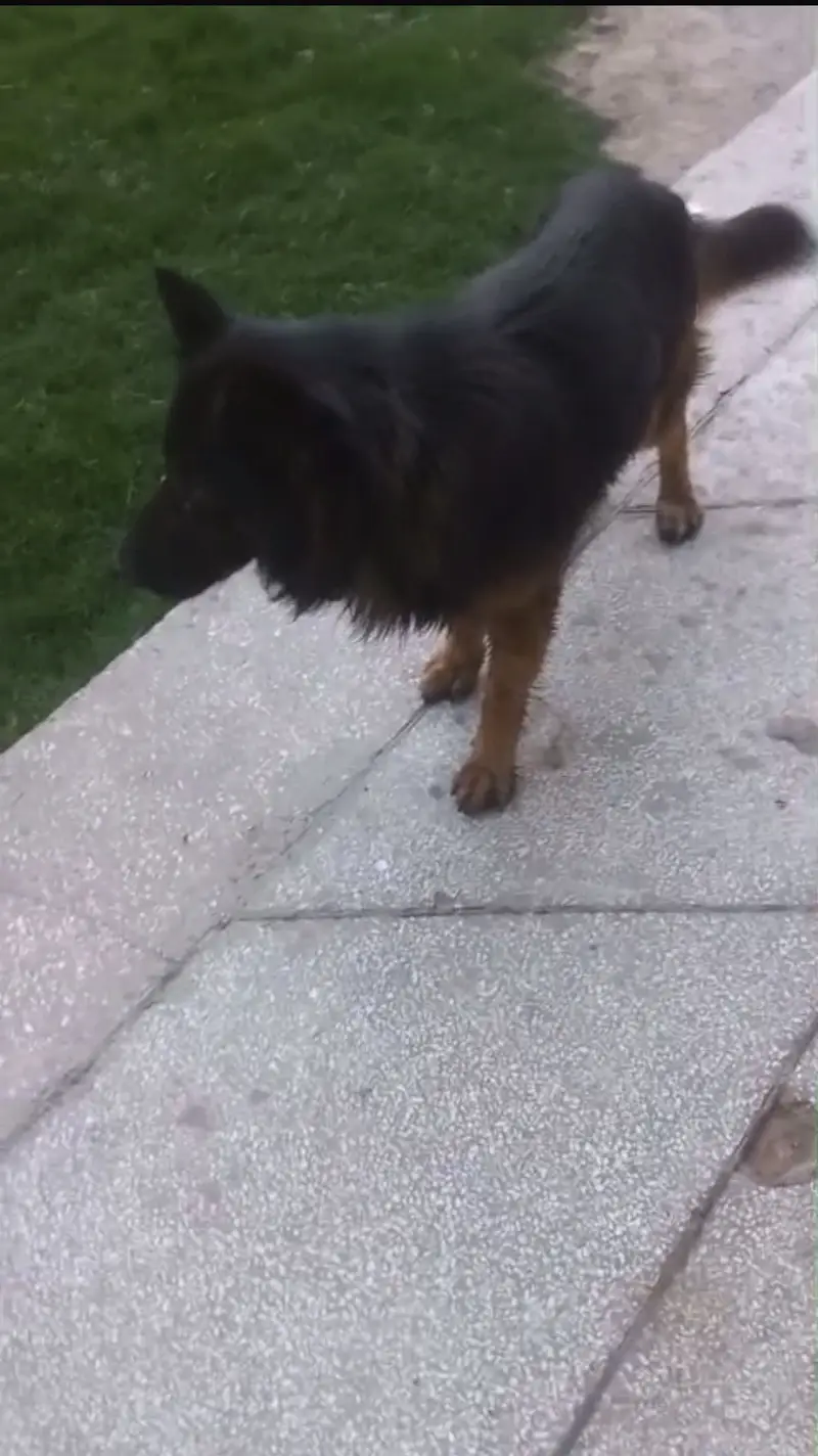 Triple code German Shepherd — photo 3