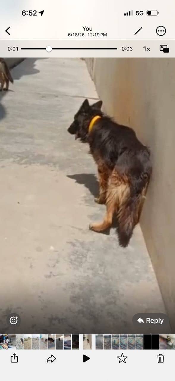 Triple code German Shepherd 3