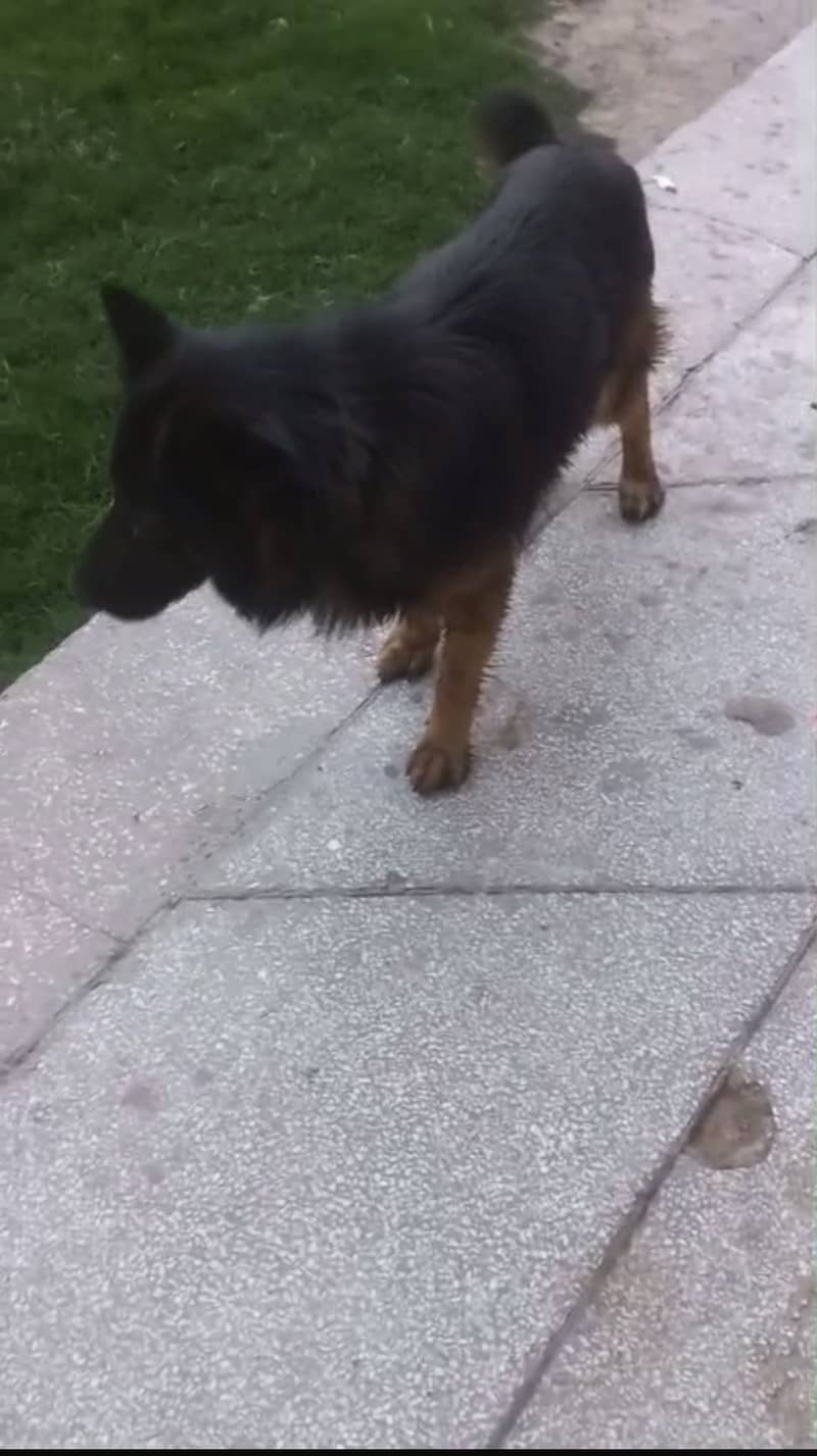 Triple code German Shepherd 4