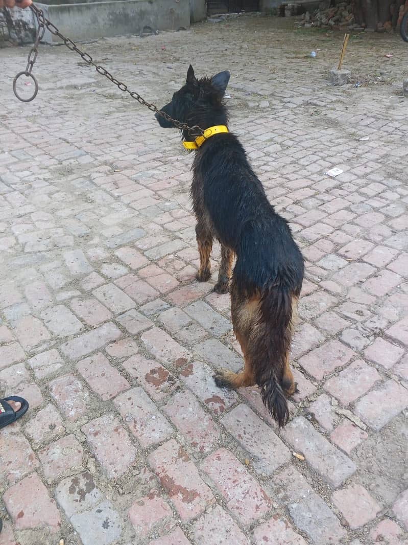 Triple code German Shepherd 5