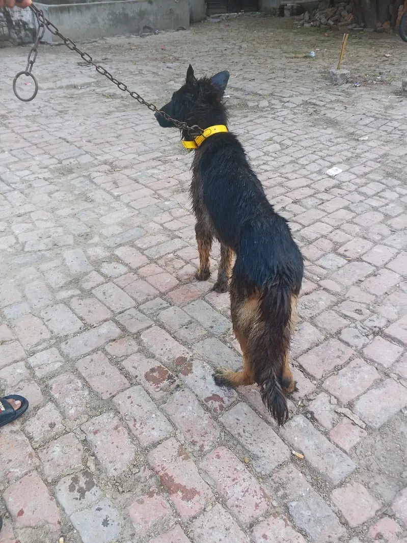 Triple code German Shepherd — photo 6