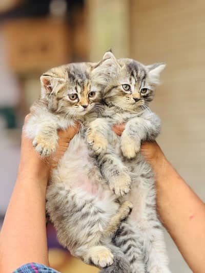 availableparshion kitten cat male and female British