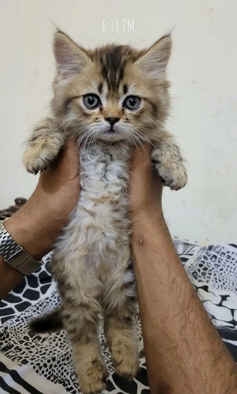 cash on deliveryparshion kitten cat male and female British — photo 4
