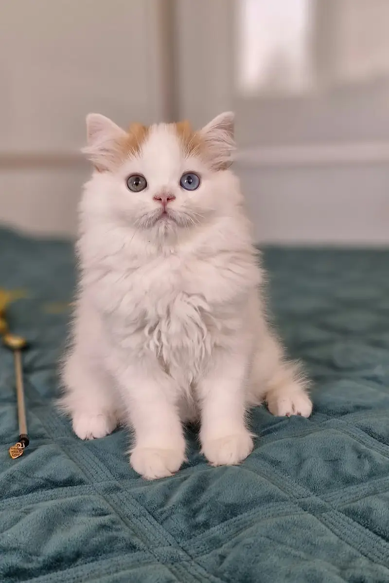 cash on deliveryparshion kitten cat male and female British — photo 7