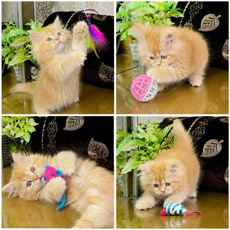 cash on deliveryparshion kitten cat male and female British — photo 8