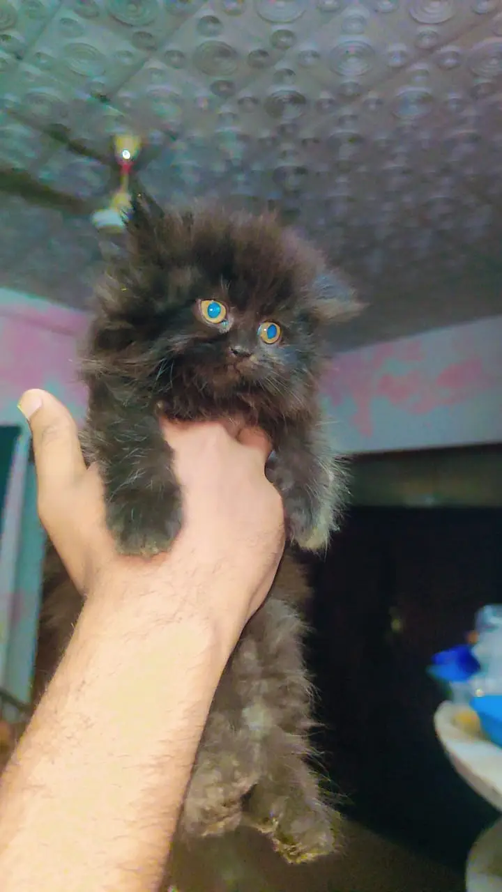 parshion kitten cat male and female British — photo 2