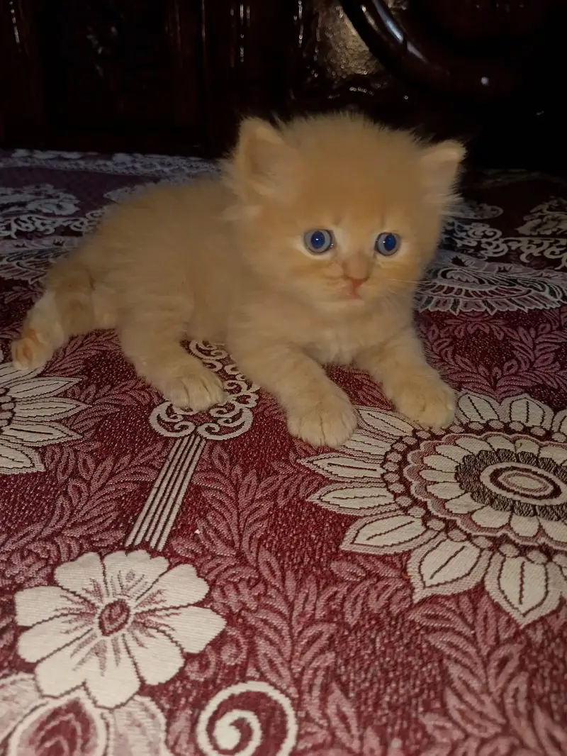 parshion kitten cat male and female British — photo 6