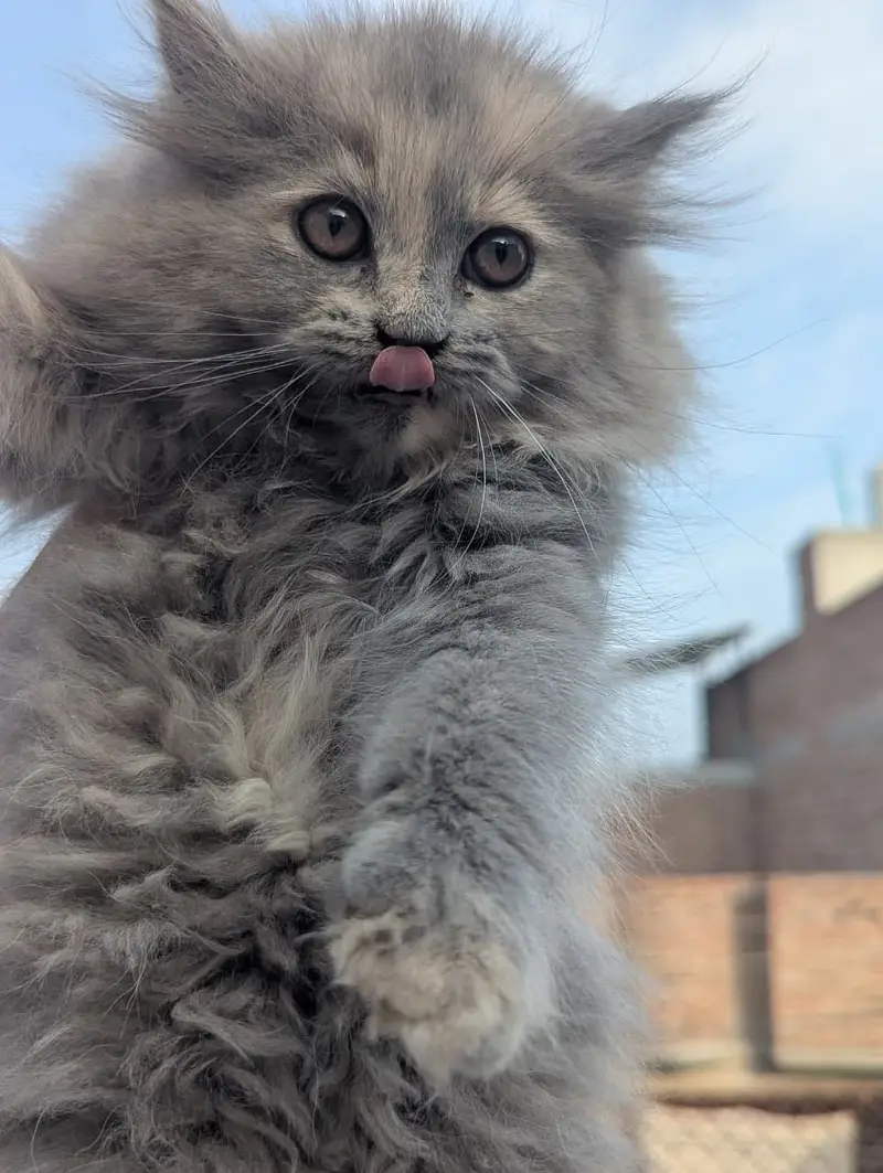 Persian Kitten | punch Face | high quality | triple coated kittens — photo 2
