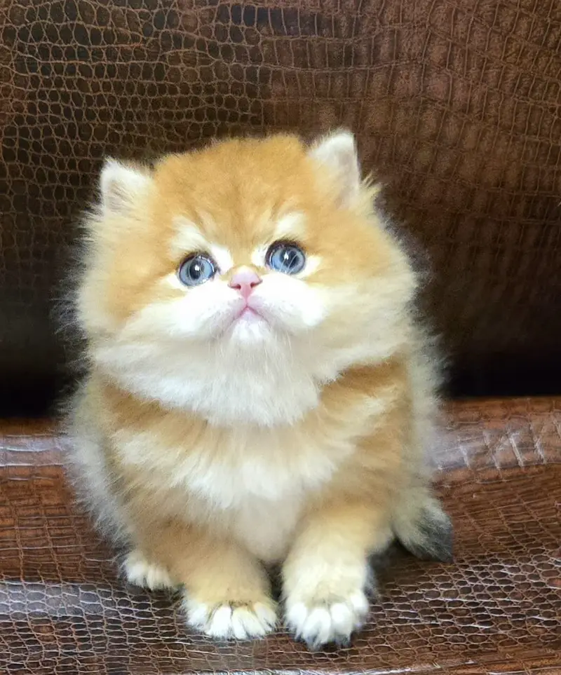 Persian Kitten | punch Face | high quality | triple coated kittens — photo 6