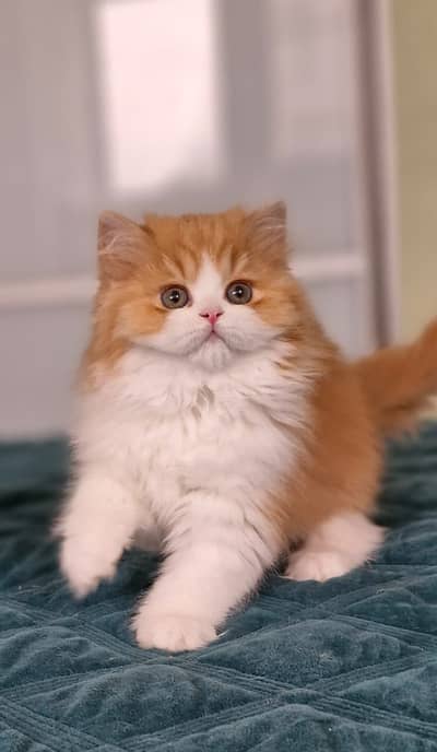 Persian British punch face piki face kitten cat available