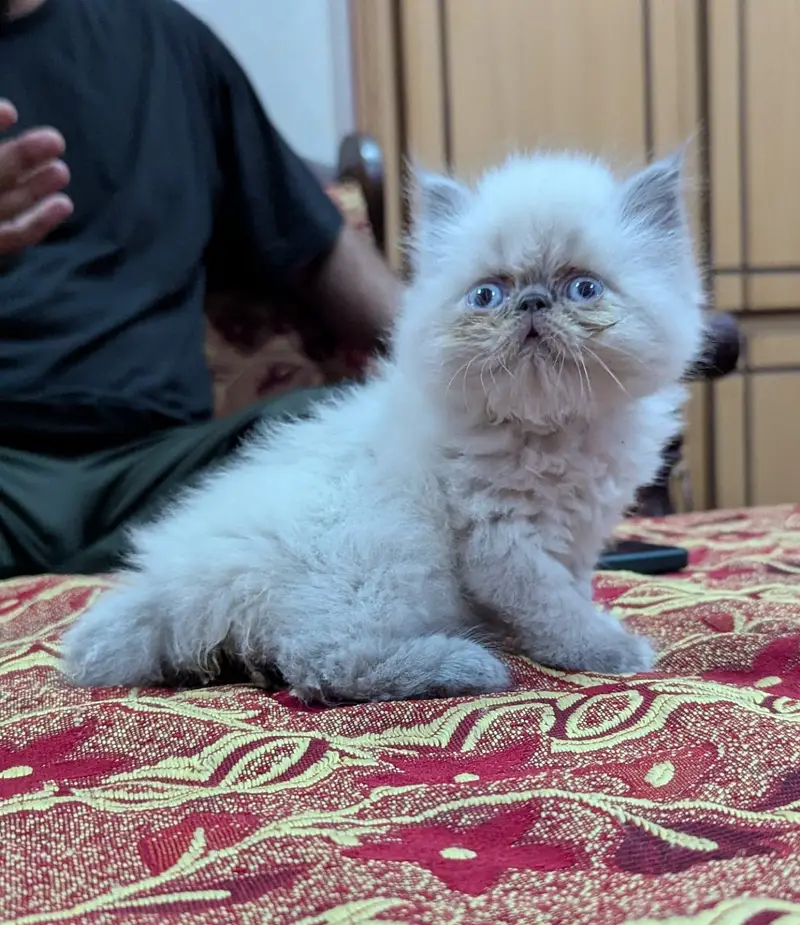 Persian British punch face piki face kitten cat available — photo 6