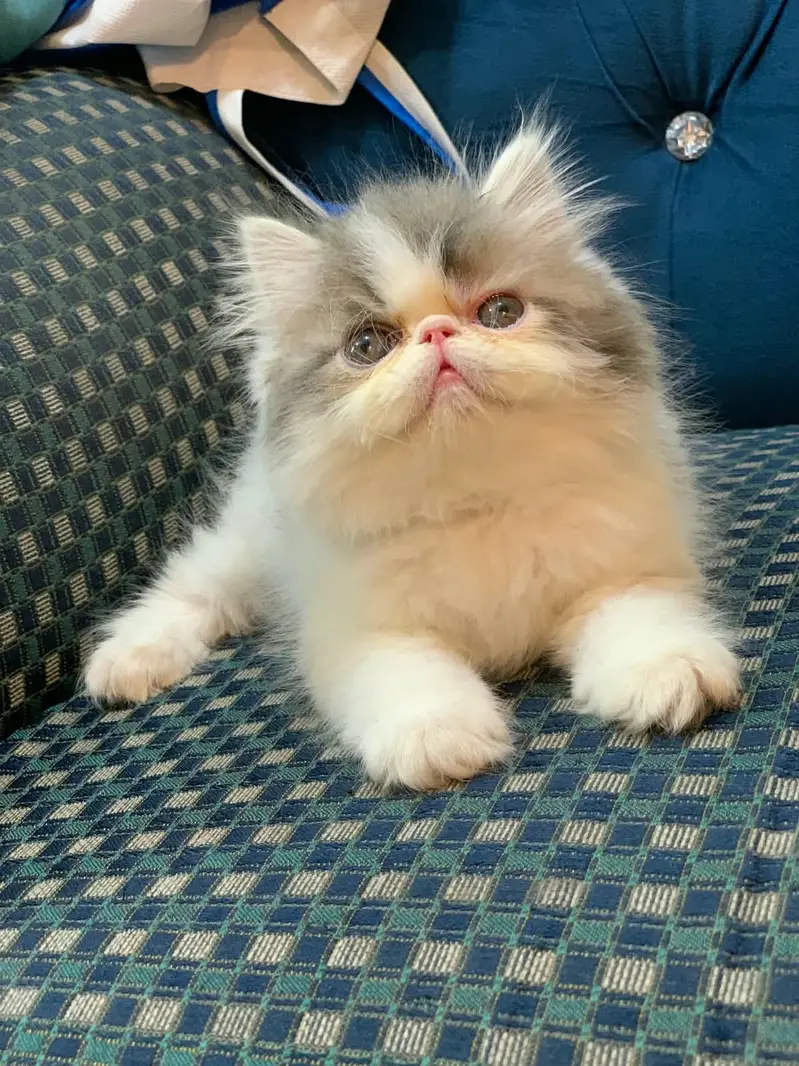 Cash on delivery persian cats & Kittens Available- Healthy & Playfull — photo 6