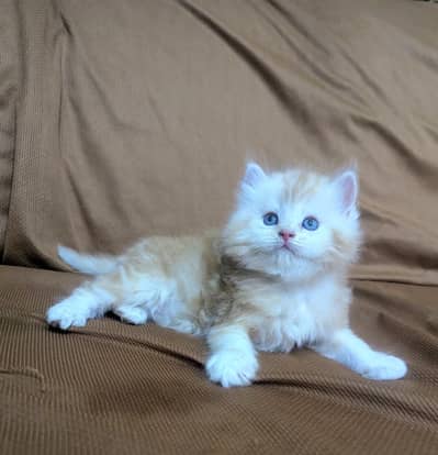 Persian cat and kitten punch face triple coated