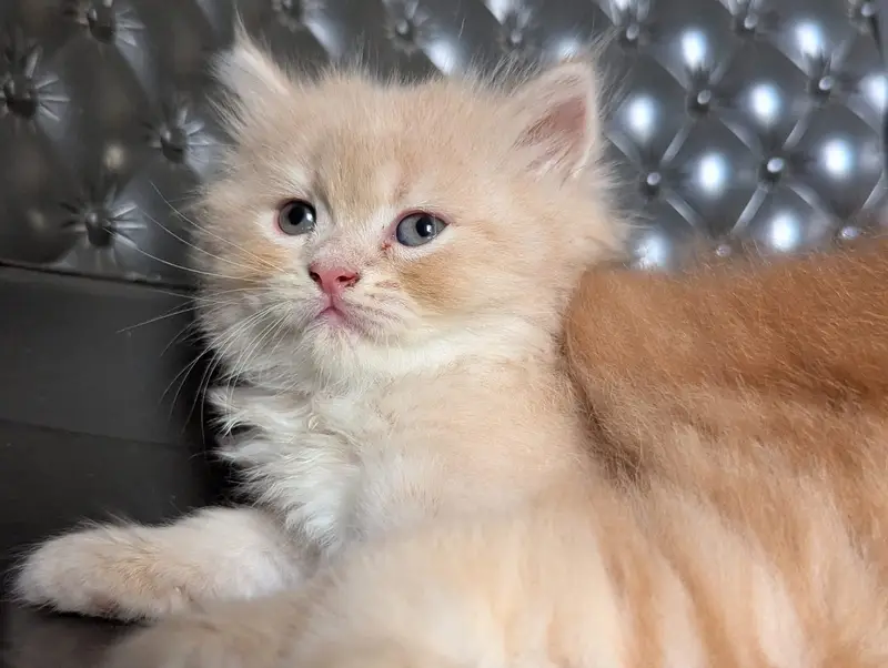 Persian cat and kitten punch face triple coated — photo 7