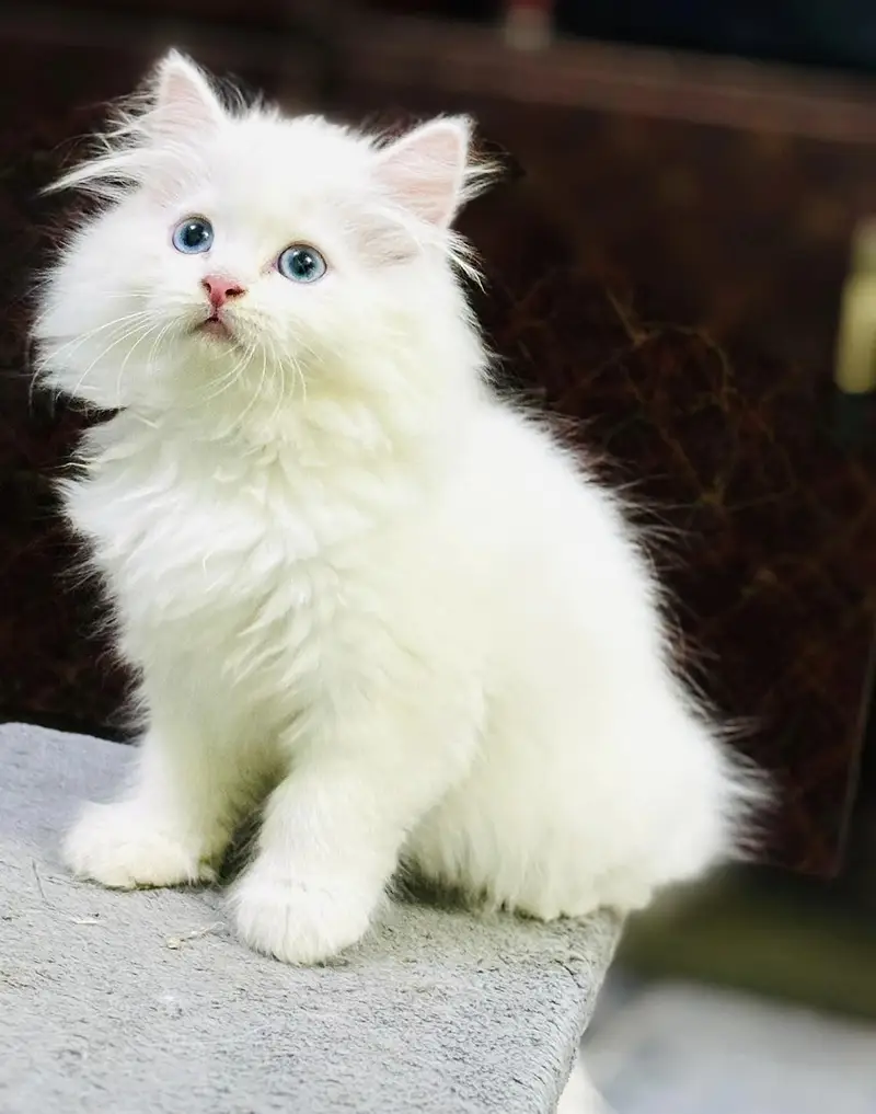 Cash on delivery persian cats & Kittens Available- Healthy & Playfull — photo 4