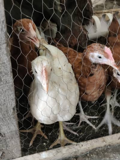 1 - 6 month Good price Golden misri available