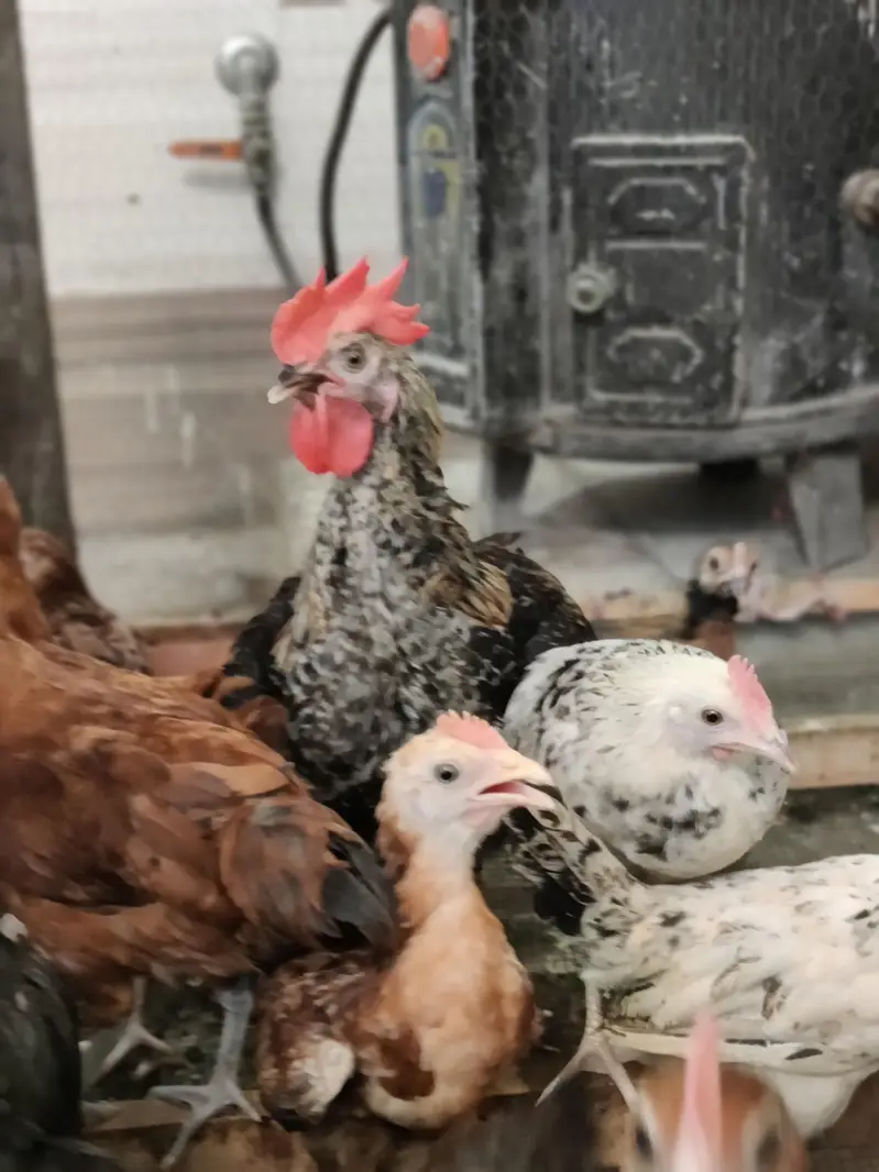 1 - 6 month Good price Golden misri available — photo 2