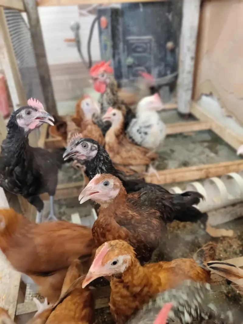 1 - 6 month Good price Golden misri available — photo 3