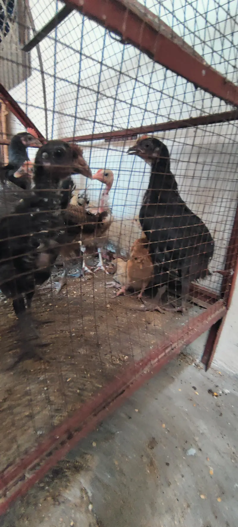 1 - 6 month Good price Golden misri available — photo 10