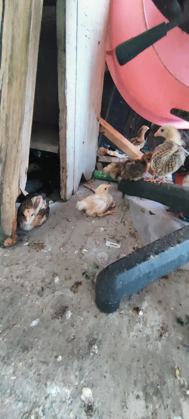 1 - 6 month Good price Golden misri available — photo 12