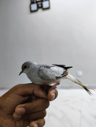 Hand Tame Diamond Doves for Sale - Active & Healthy Pair